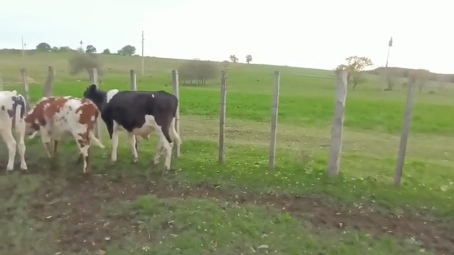 Lote TERNEROS HOLANDO