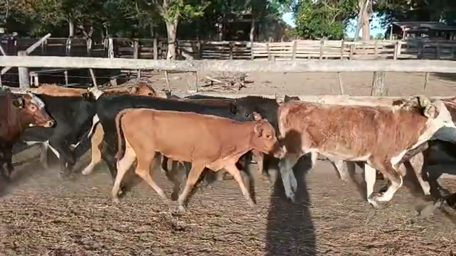 Lote 120 Terneros en Misión San Fco., Formosa