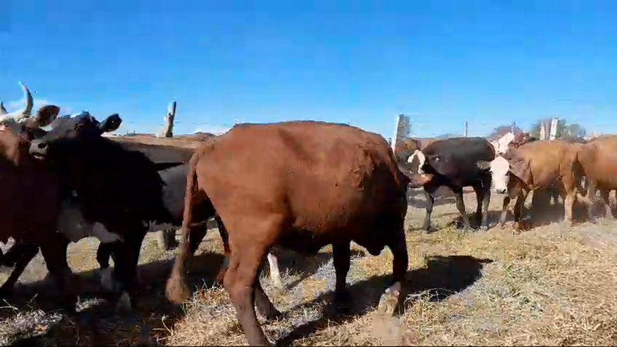 Lote 35 Vacas nuevas Preñadas