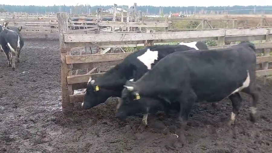 Lote 40 Novillo Gordo en Cabrero, VIII Región Biobío