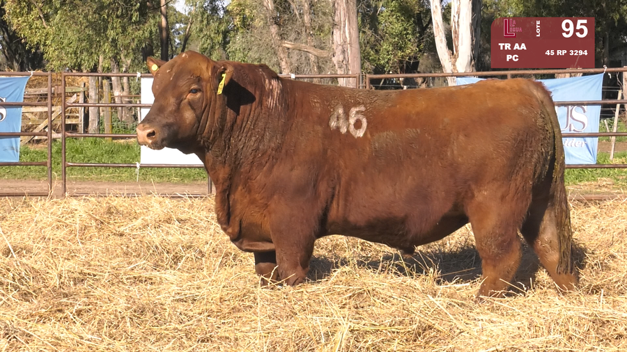 Lote TOROS ANGUS COLORADOS  PC