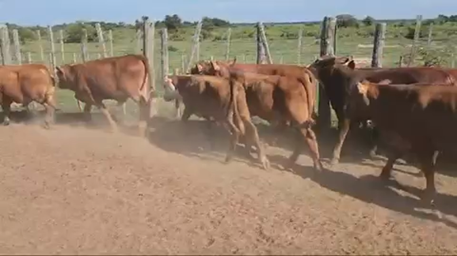 Lote 70 Terneros en Saladas, Corrientes
