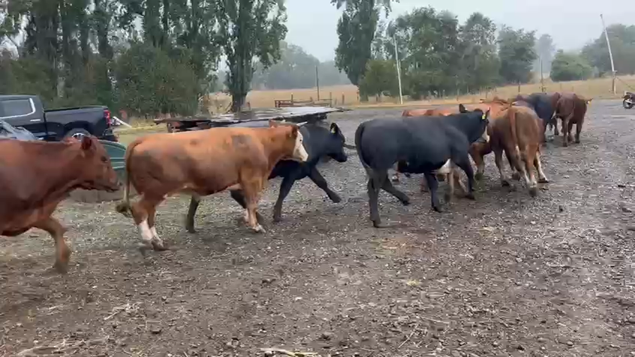 Lote 55 Novillo Engorda en Lanco, XIV Región Los Ríos