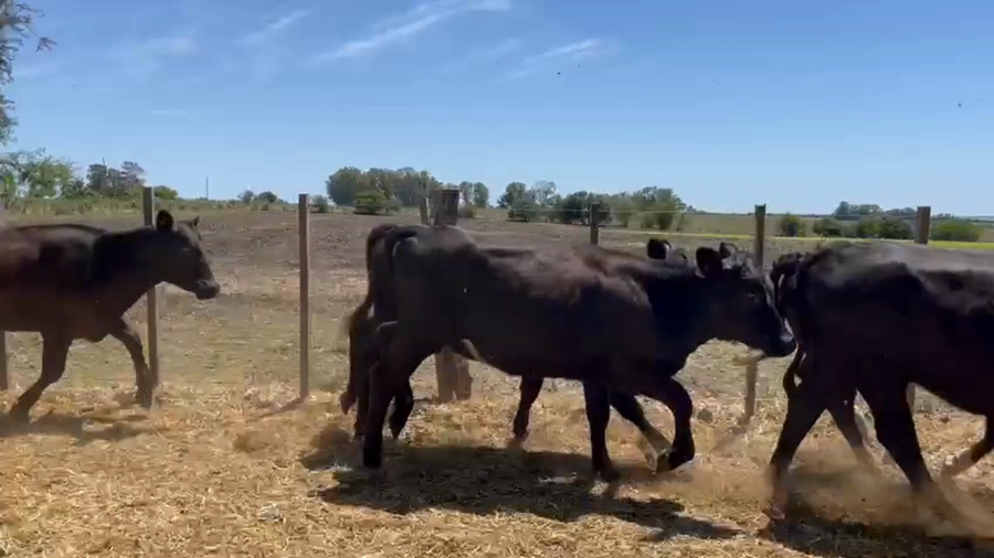 Lote Terneras