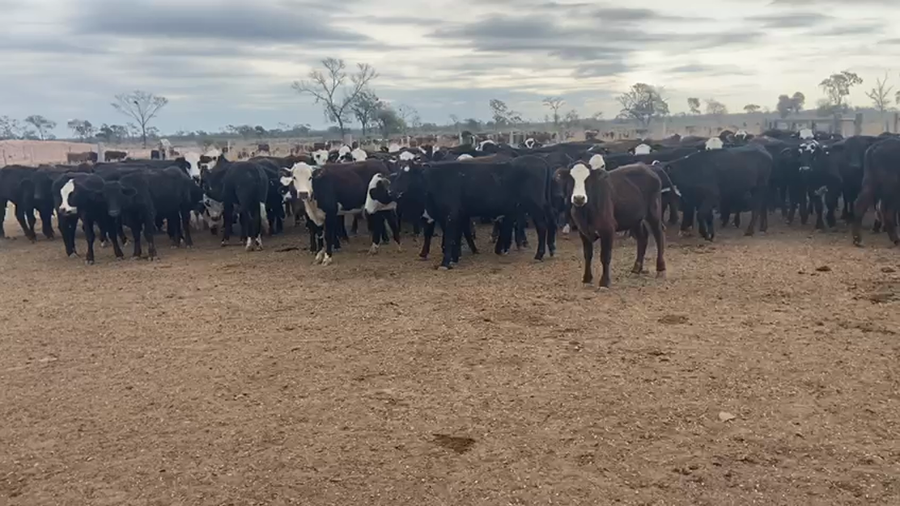 Lote 70 Novillitos en Bandera, Santiago del Estero