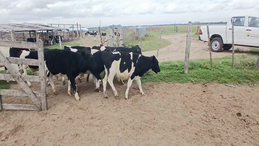 Lote 15 Terneros