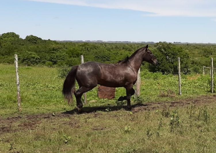 Lote RP 11 - ZAPICAN CARBONERO