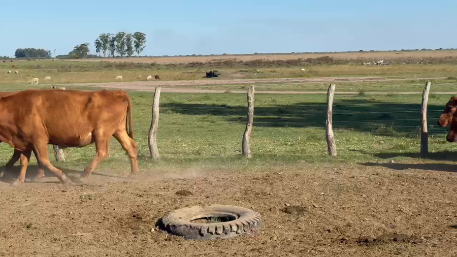 Lote 61 Vacas de invernar en Entre Ríos, San Jaime