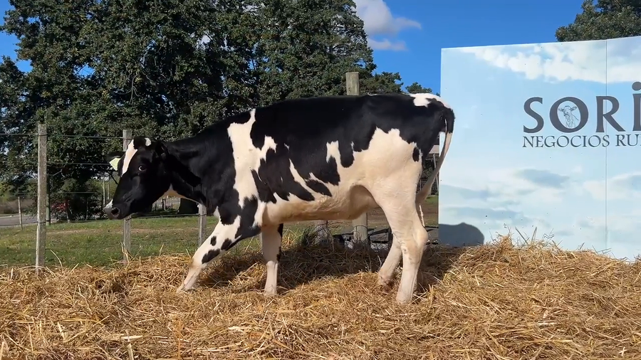 Lote VACAS PROXIMAS CABAÑA MALKE-KO