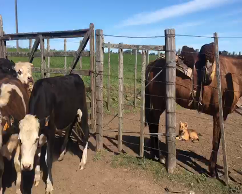 Lote 10 Novillos 1 a 2 años a remate en Feria por pantalla, San José