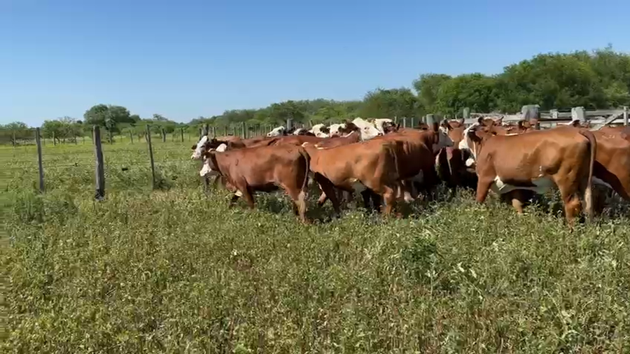 Lote 37 Vaquillonas C/ gtia de preñez