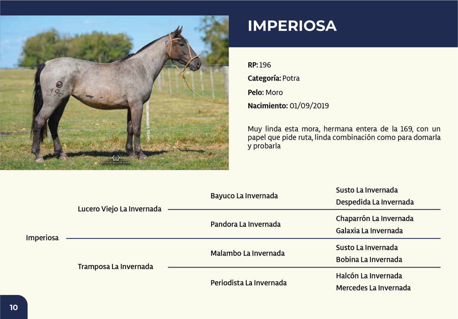 Lote RP 196 - Imperiosa