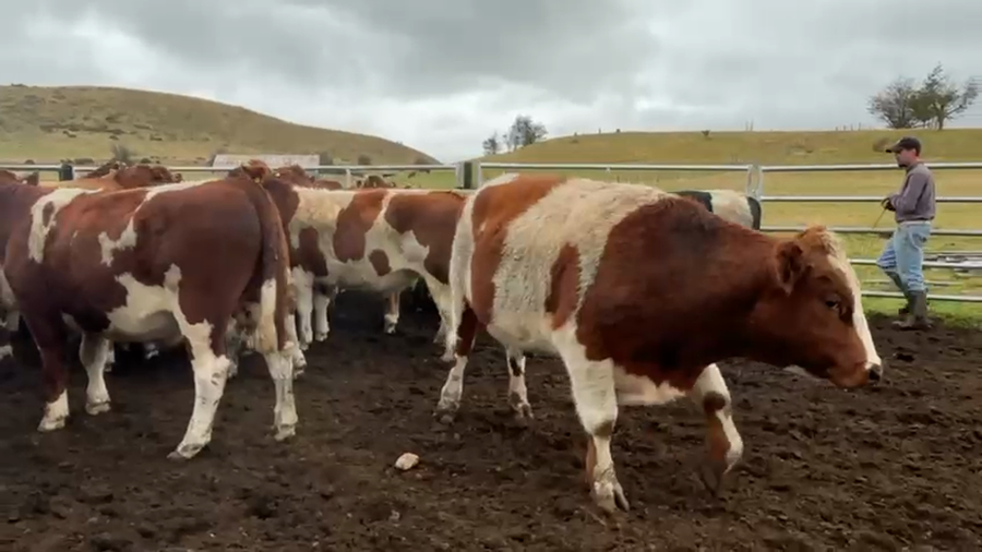 Lote 34 Novillo Engorda en Coyhaique, XI Región Aysén