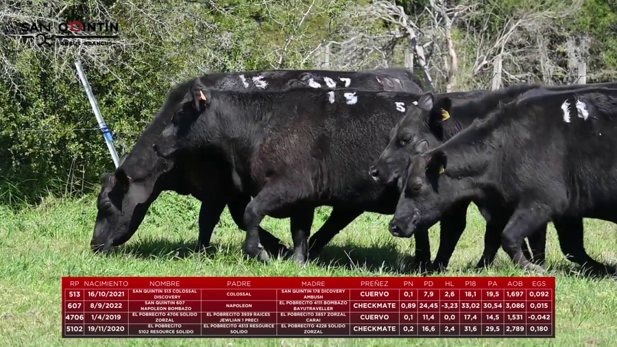 Lote LOTE 15 - VIENTRES PREÑADOS ABERDEEN ANGUS PI