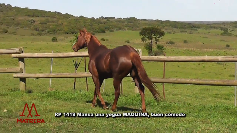 Lote MATRE REBEL CIRUJANA