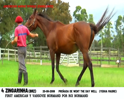 Lote ZINGARINHA (BRZ)