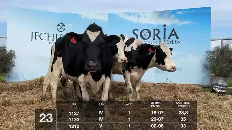 Lote VACAS EN PRODUCCIÓN