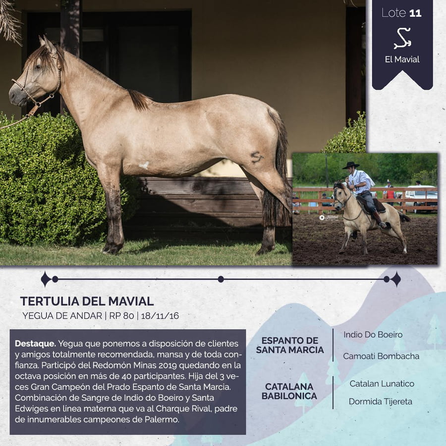 Lote TERTULIA DEL MAVIAL