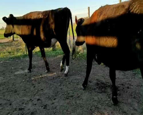 Lote VAQUILLONAS PREÑADAS  2 SARA KARLEN