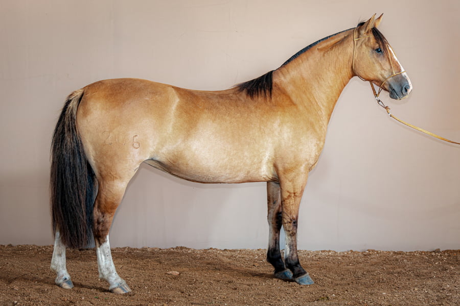 Lote Rincon Pradera - Cabaña La Higuera