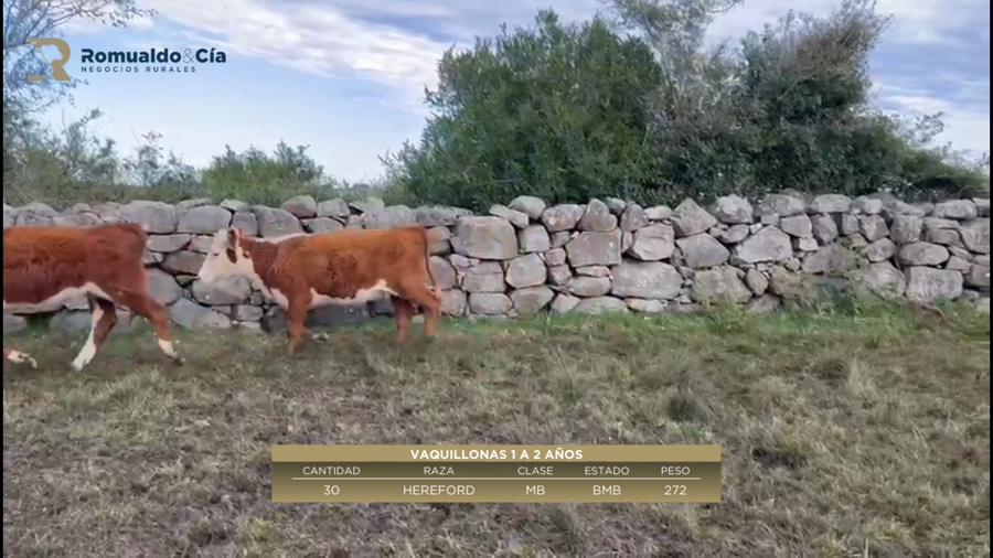 Lote 30 Vaquillonas 1 a 2 años HEREFORD a remate en 6º Expo Nacional Hereford 272kg -  en TALITA