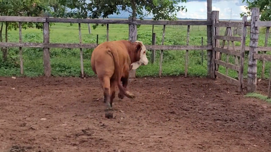 Lote Toros T. Braford a remate en Remate de Reproductores, Asunción