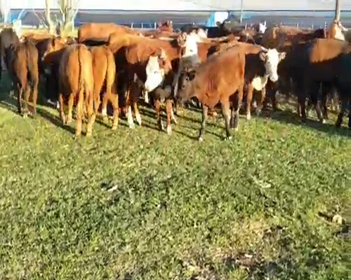 Lote 120 Terneros/as en Entre Ríos, Villaguay