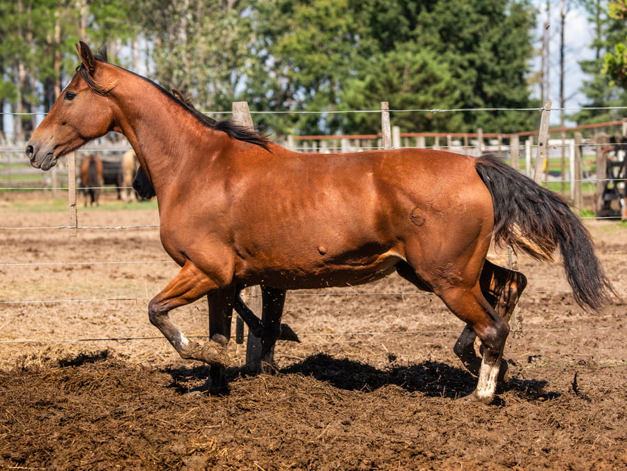 Lote TRES AR 4 LEGUAS