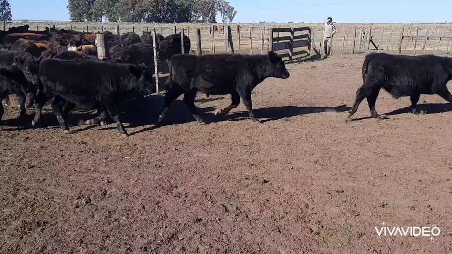 Lote 70 Terneros en Benito Juárez, Buenos Aires