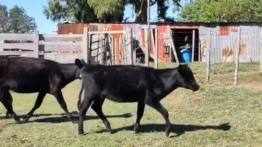 Lote 15 Terneras a remate en Pantalla Camy - Aniversario 31 Años, San José