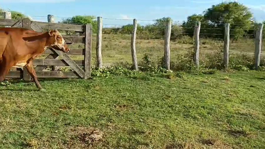 Lote 95 Vacas de invernar