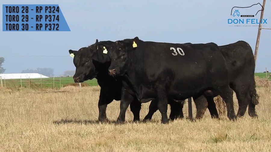 Lote "Cabaña ""Don Felix"" Toros Angus PC"