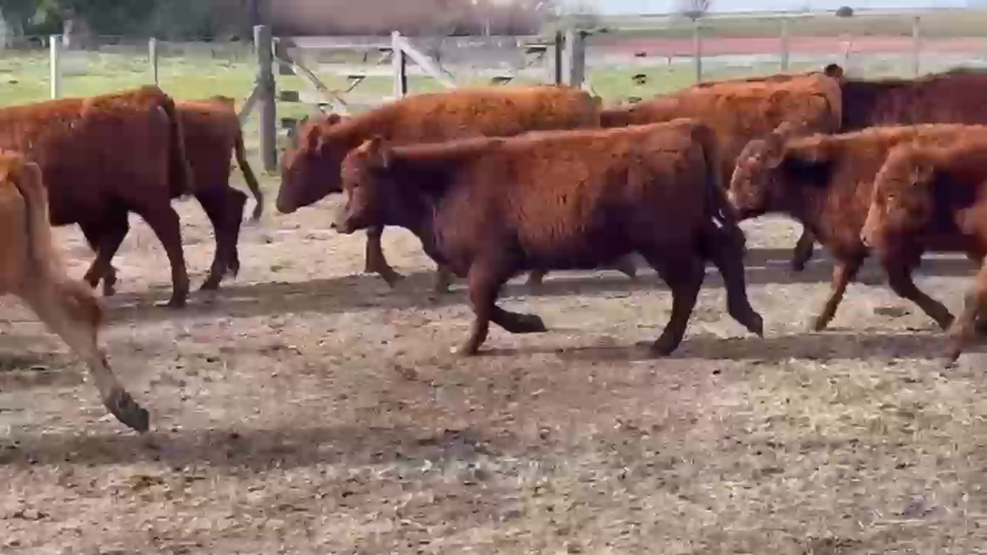 Lote 100 Terneros/as