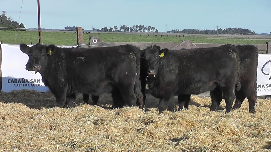 Lote VAQUILLONAS S/SERV NEGRAS