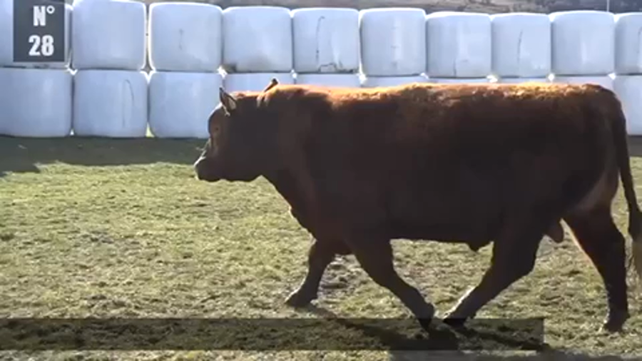 Lote 1 Toro en Coyhaique, XI Región Aysén