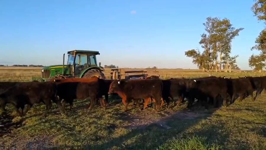 Lote 70 Terneros en Buenos Aires, Las Flores