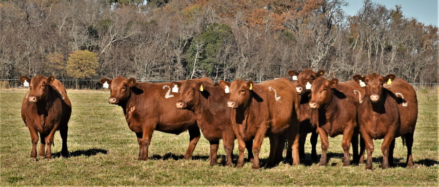 Lote Vaquillonas Angus PC Primavera