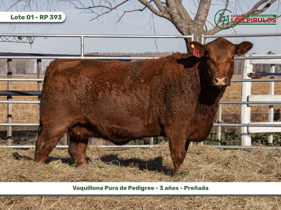 Lote VAQUILLONAS PURAS DE PEDIGREE