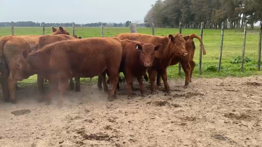Lote 12 Novillitos