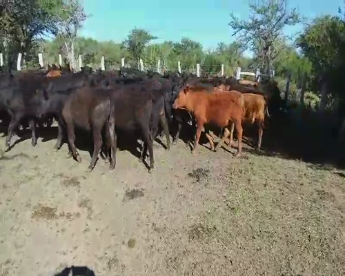 Lote 80 Terneros en Villaguay, Entre Ríos