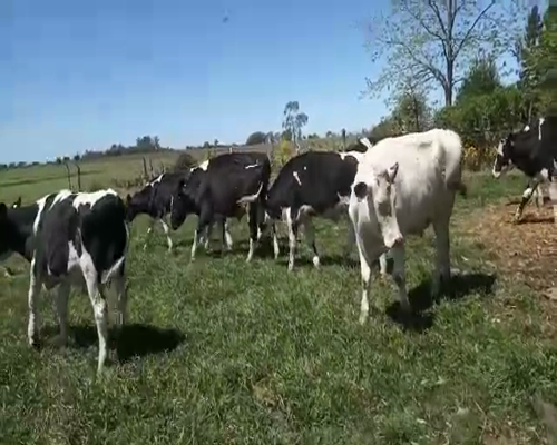 Lote 13 Novillos 1 a 2 años a remate en Feria por pantalla, San José