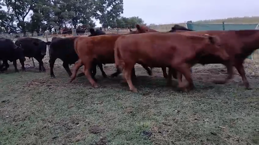 Lote 27 Novillitos EN ARBOLEDAS