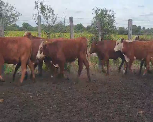 Lote 100 Novillitos en Quimilí, Santiago del Estero