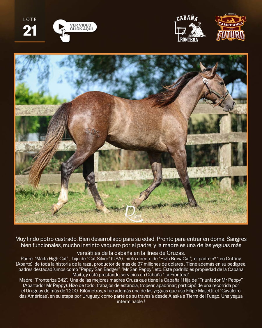 Lote BOGAN - FRONTERIZO I 505