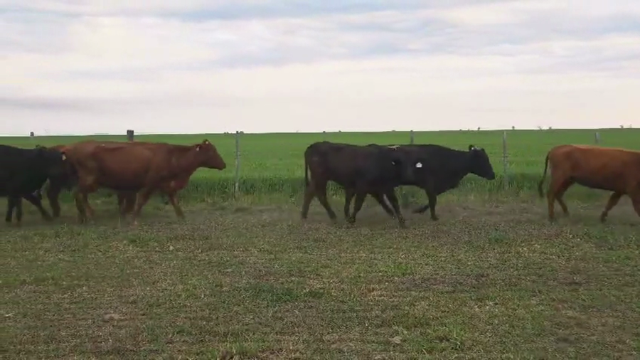 Lote 38 Vaquillonas C/ servicio