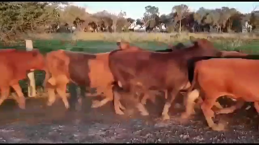 Lote 325 Novillitos en Las Lomitas, Formosa