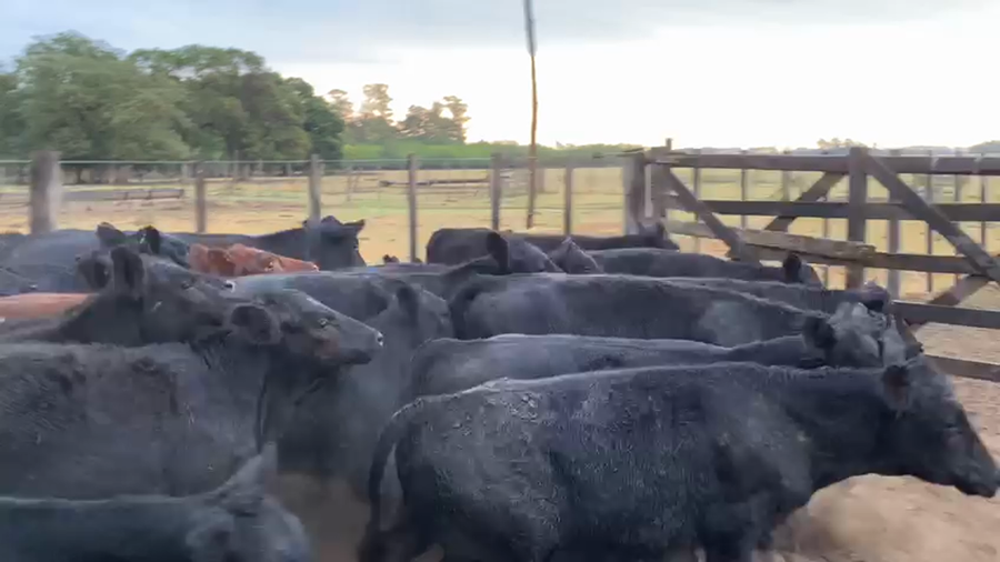 Lote 36 Terneros en San Andrés de Giles, Buenos Aires