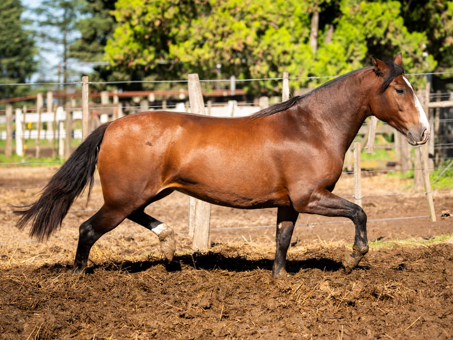 Lote CINCO-AR FARIBUNDA