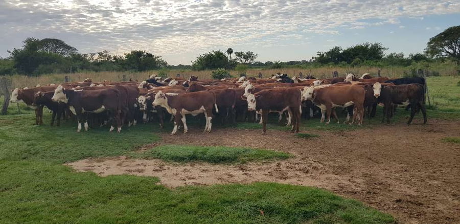 Lote 80 Terneros/as en Goya, Corrientes
