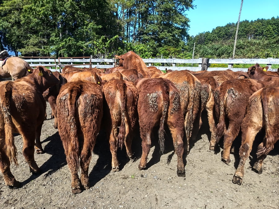Lote 50 Vaquilla Engorda en Futrono, XIV Región Los Ríos